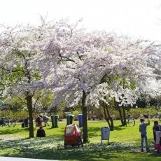 Cherry Blossom 10