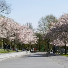 Cherry Blossom 11
