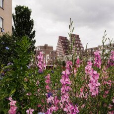 Cloudy day in Amsterdam West 08