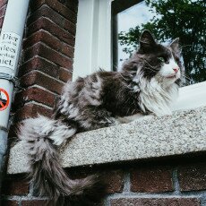 Cloudy day in Amsterdam West 19