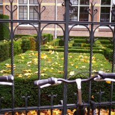 Yellow leaves