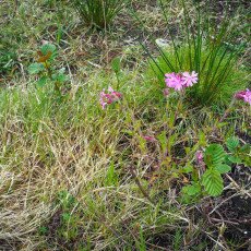 De Alde Feanen National Park 05