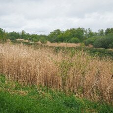 De Alde Feanen National Park 02