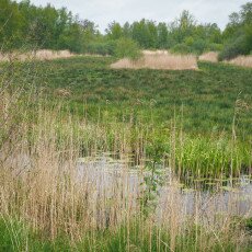 De Alde Feanen National Park 03