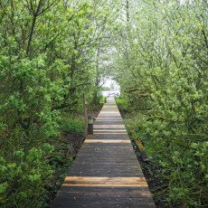 De Alde Feanen National Park 08