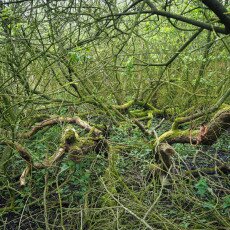 De Alde Feanen National Park 09