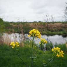 De Alde Feanen National Park 10