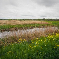 De Alde Feanen National Park 15