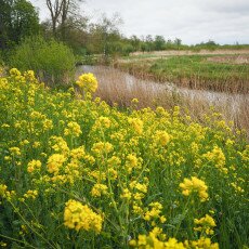 De Alde Feanen National Park 11