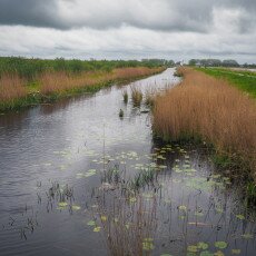 De Alde Feanen National Park 19