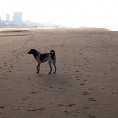 December at the beach 10