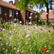 Day-trip Den Bosch 26