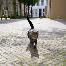 Streets of Deventer 03