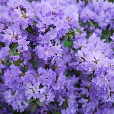 Rhododendron