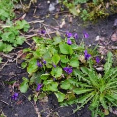 Violets