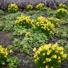 Daffodils