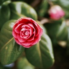 Red Camelia