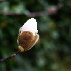 Magnolia bud