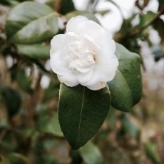 White Camelia