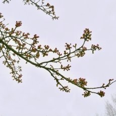 Cherry tree branch