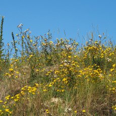 Dunes vegetation 01