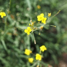 Dunes vegetation 07