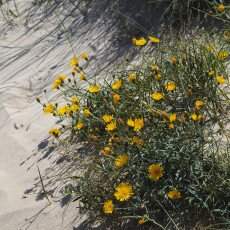 Dunes vegetation 12