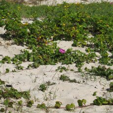 Dunes vegetation 13