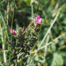 Dunes vegetation 14