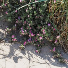 Dunes vegetation 15