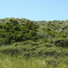 Dunes vegetation 20