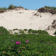Dunes vegetation 26