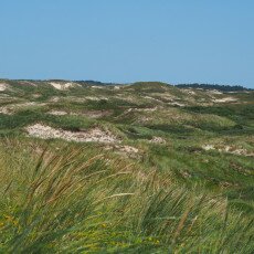 Egmond aan Zee dunes
