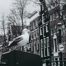 Amsterdam city centre empty 06