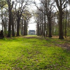 Escape to the forest 01