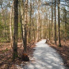 Escape to the forest 02