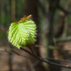 Escape to the forest 21