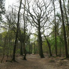 Escape to the forest 22