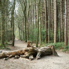 Escape to the forest 03