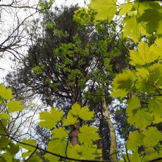 Escape to the forest 04