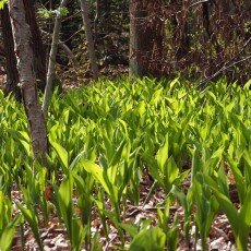 Escape to the forest 05