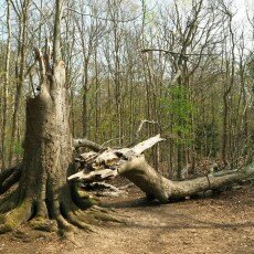 Escape to the forest 06