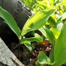 Escape to the forest 07