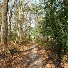 Escape to the forest 08