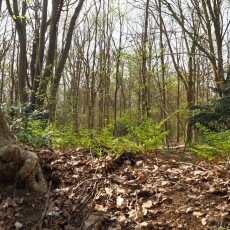 Escape to the forest 09