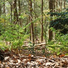 Escape to the forest 10