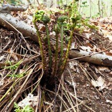 Escape to the forest 11