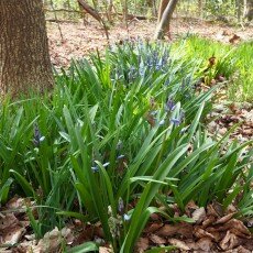 Escape to the forest 12