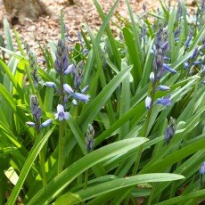 Escape to the forest 13