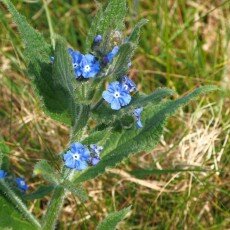 Escape to the forest 14